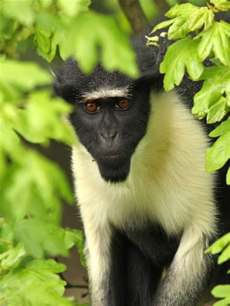 On Becoming A Guinea Fowl 2025 𝚆𝚊𝚝𝚌𝚑 Dual Audio
