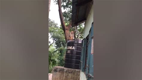 The Monkey 2025 𝚆𝚊𝚝𝚌𝚑 Online Free
